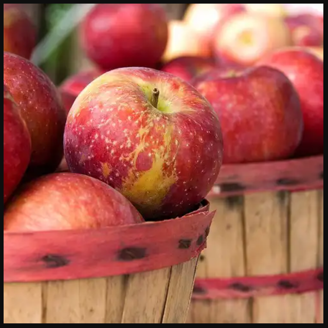 apple harvest
