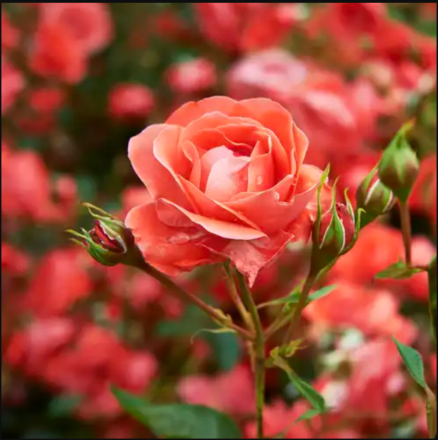 bohemian rose