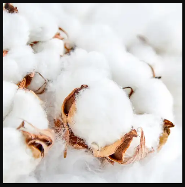 clean cotton