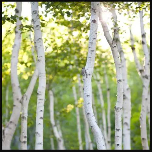 🌳 თეთრი არყი – სურნელოვანი ზეთი -10მლ